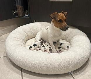 Ultimi 2 jack Russell