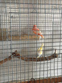 Coppie canarini 2025