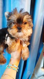 Yorkshire terrier