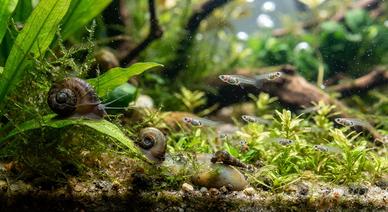 Avannotti di Guppy e lumache da acquario