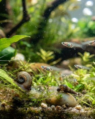 Avannotti di Guppy e lumache da acquario