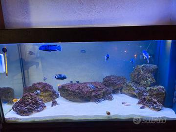 Acquario stile Malawi