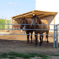 Paddock con capannina