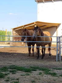 Paddock con capannina