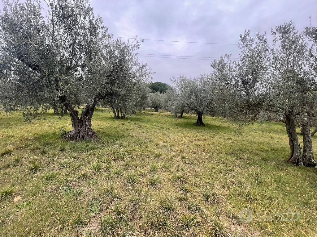 Terreno di 5000 m² a Viterbo - Altro