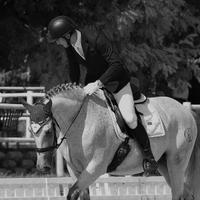 Cavallo da Dressage