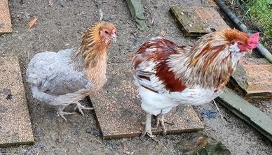 Gruppo polli araucana