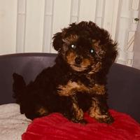 Barboncino mini toy phantom