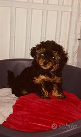 Barboncino mini toy phantom