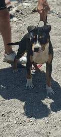 Pitbull