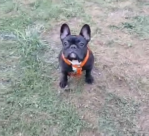 Bouledogue français