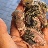 Cocorite e inseparabili