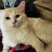 Gatto simile razza Van