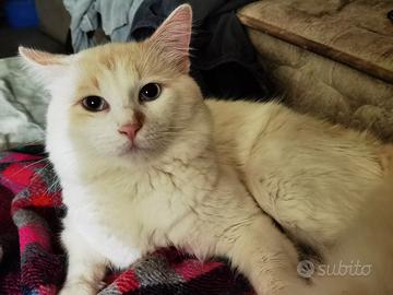 Gatto simile razza Van