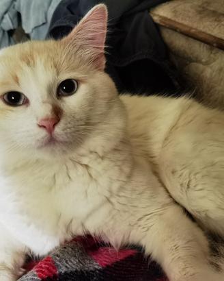 Gatto simile razza Van