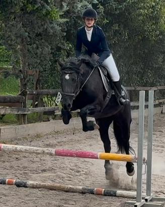 Cavalli/pony