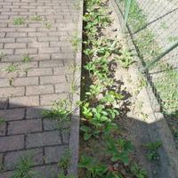 Fragole piantine euro 2,50 cadauna Varese centro!