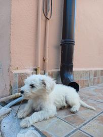 Cuccioli di maltipoo 60 giorni