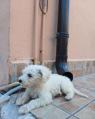 Cuccioli di maltipoo 60 giorni