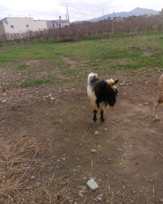 Capretto tibetano