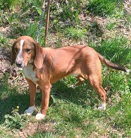 Segugio da Cinghiale