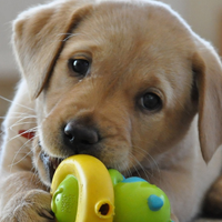 Labrador miele femmina