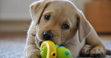 Labrador miele femmina