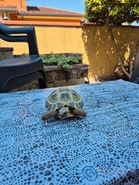 Tartaruga di terra