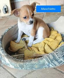 Chihuahua