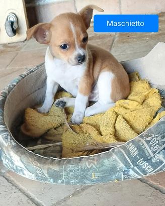 Chihuahua