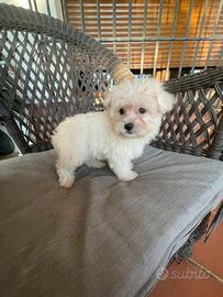 Maltipoo nano maschietto e femminuccia