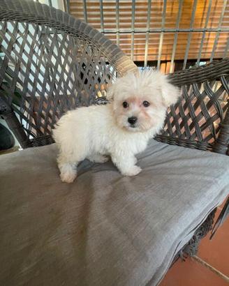 Maltipoo nano maschietto e femminuccia