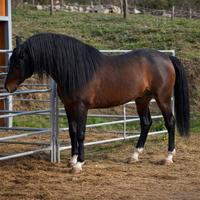 Cavallo spagnolo