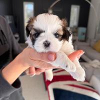 Cucciola shih tzu con pedigree