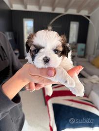 Cucciola shih tzu con pedigree
