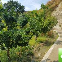 Terreno Agricolo Produttivo e Fruttifero Vito Infe
