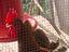 Immagine 4