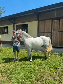 Splendida pony h 120 circa