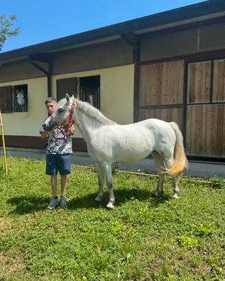 Splendida pony h 120 circa