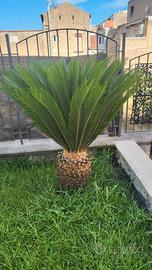 PIANTA CYCAS