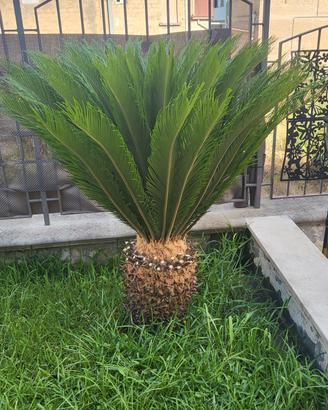 PIANTA CYCAS