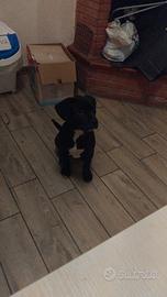 Dono Cucciola di 8 mesi