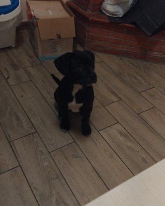 Dono Cucciola di 8 mesi