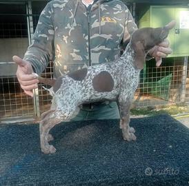 Cuccioli di kurzhaar (bracco tedesco)