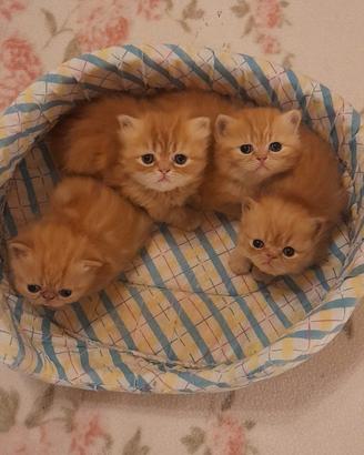 Gattini Persiani ed Esotici