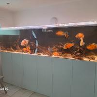 acquario 