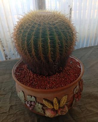 Cactus