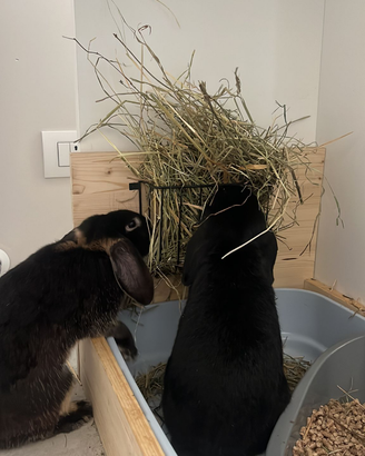 Fieno per piccoli animali