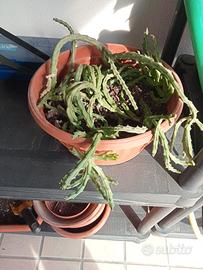 pianta grassa