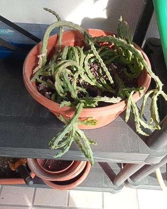 pianta grassa
